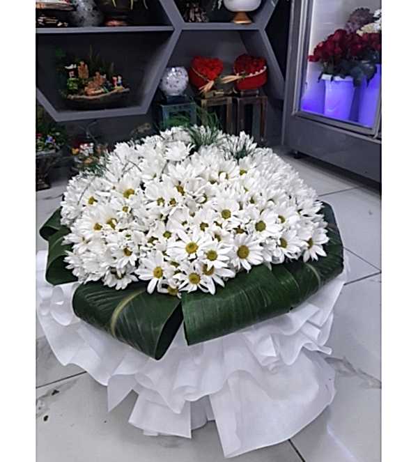 Kucak Dolusu Papatya